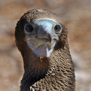 Galapagos - North Seymour - Blue-footed booby